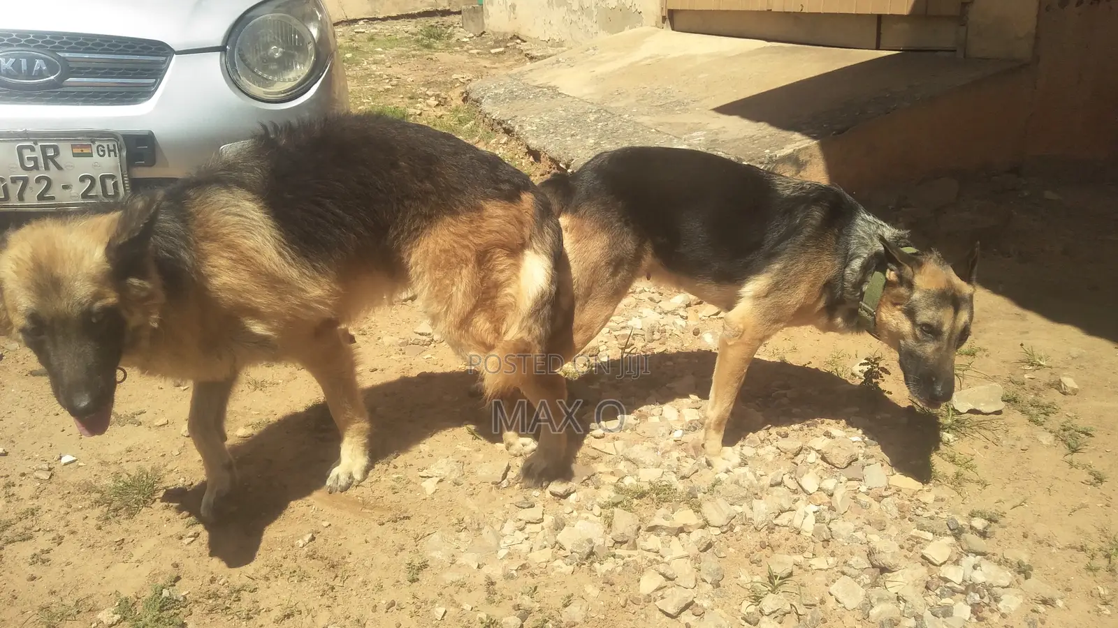 1+ year Male Purebred German Shepherd