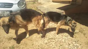 1+ year Male Purebred German Shepherd