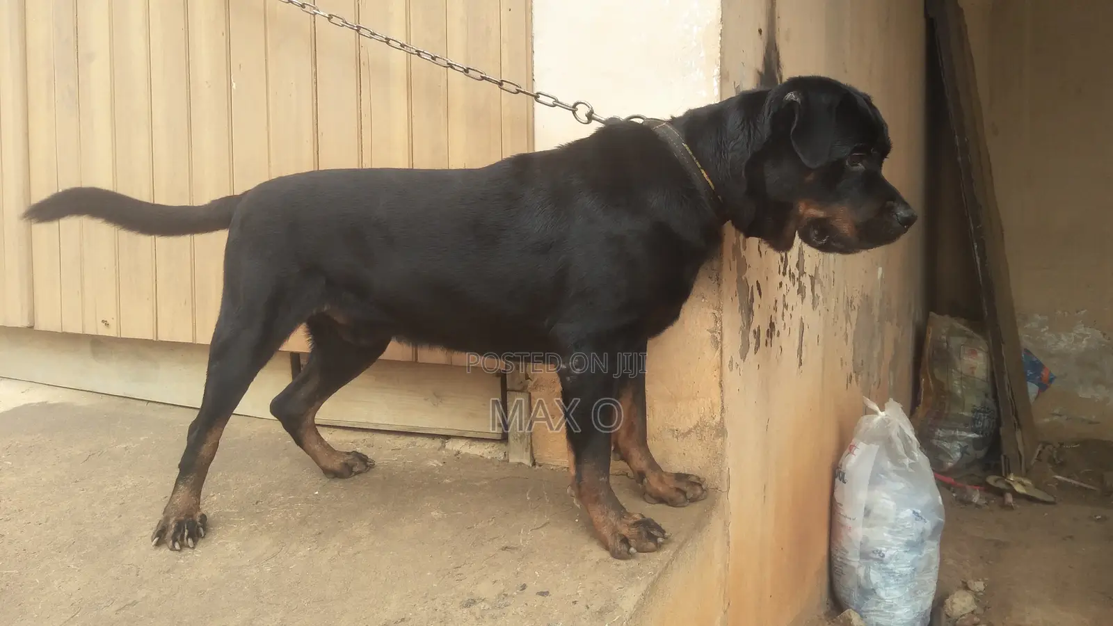 1+ year Male Purebred Rottweiler