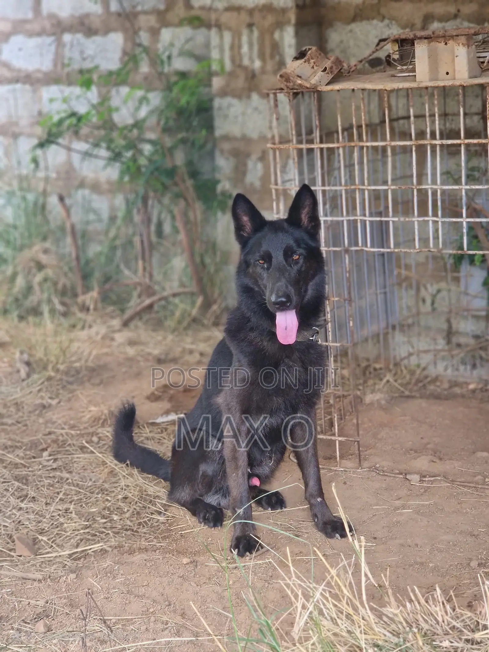 1+ year Male Purebred German Shepherd