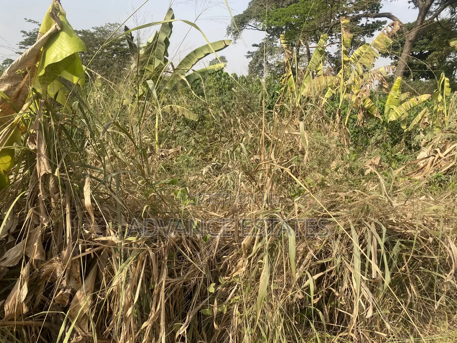 Land for Sale at Nkoransa Ampabame