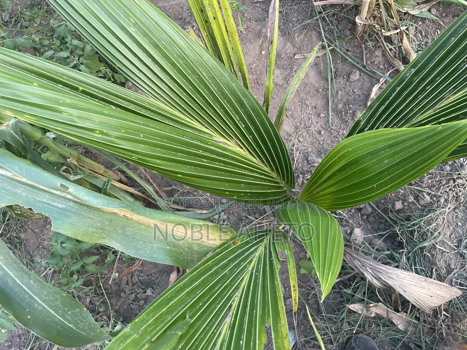 Hot Deal in Sogakope