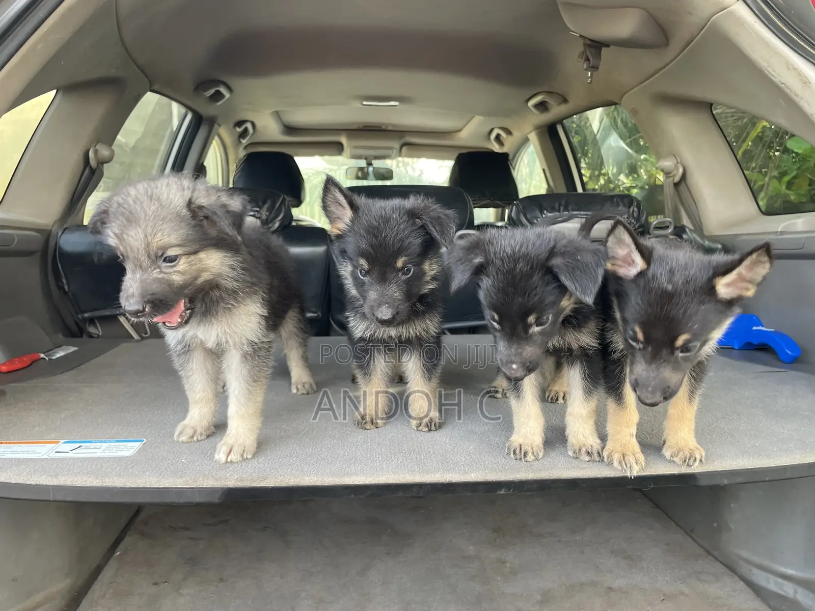 0-1 month Female Purebred German Shepherd