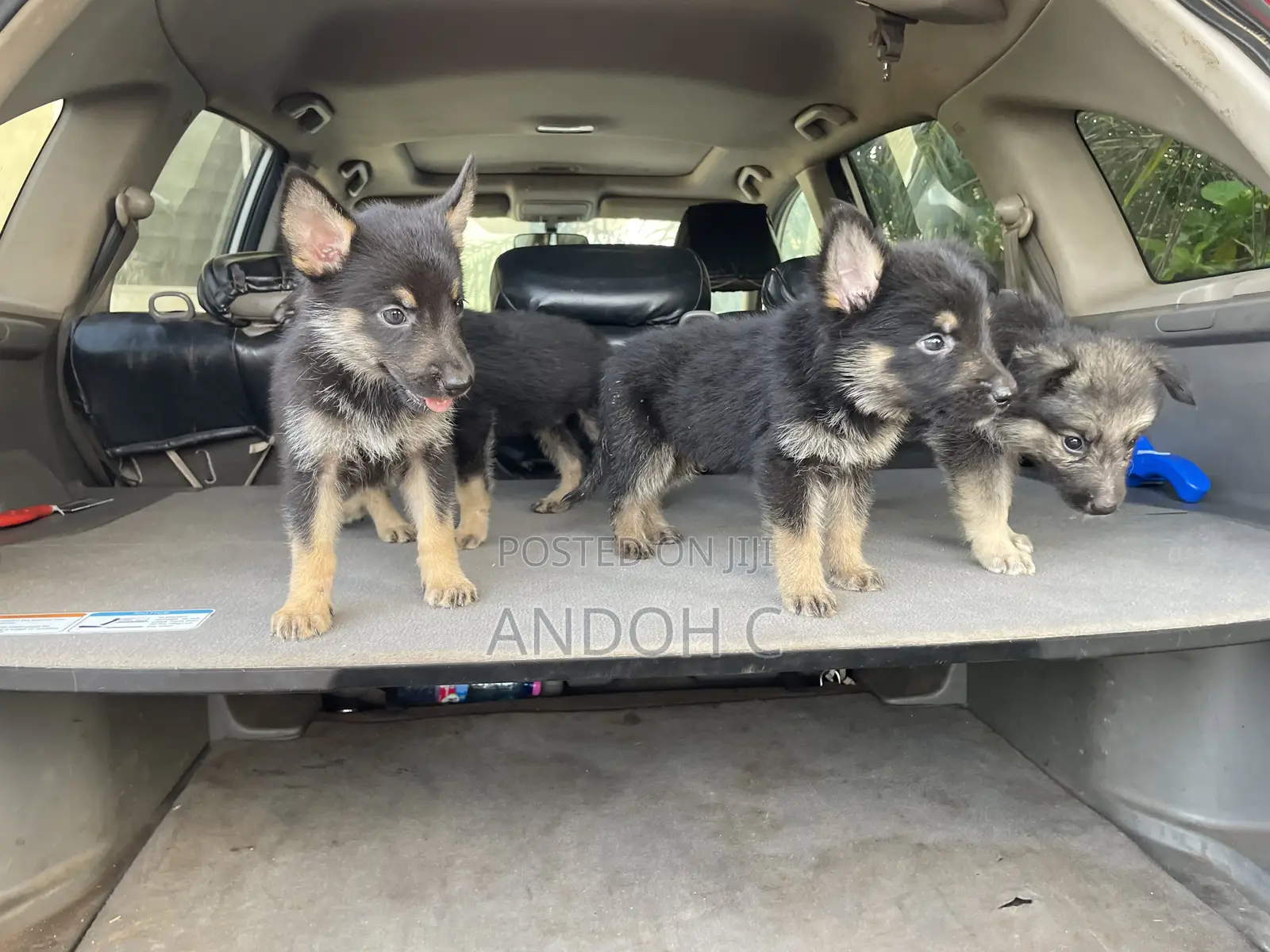 0-1 month Female Purebred German Shepherd