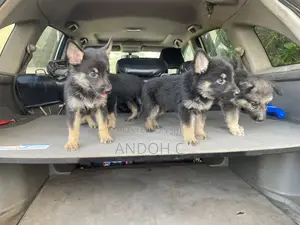 0-1 month Female Purebred German Shepherd