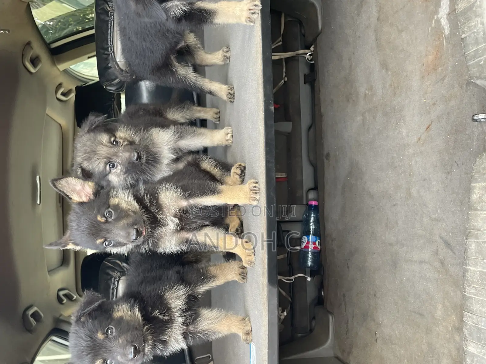 0-1 month Female Purebred German Shepherd