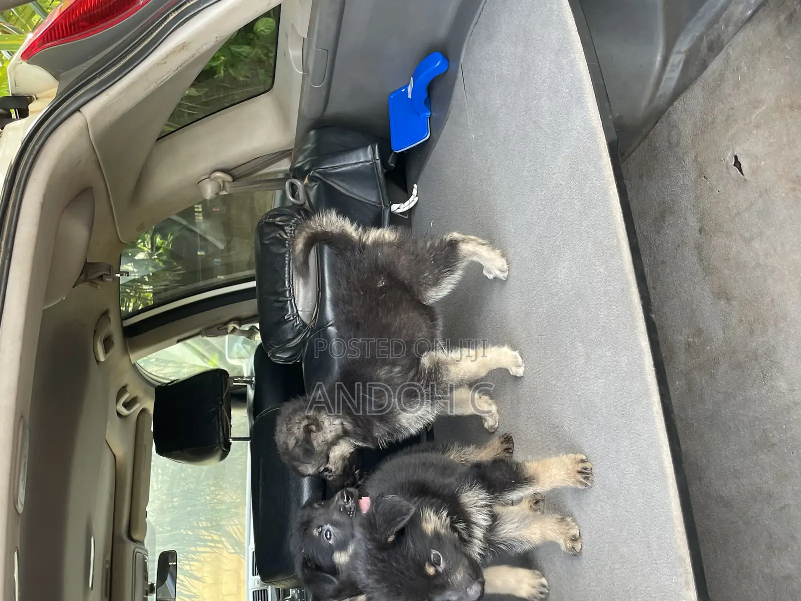 0-1 month Female Purebred German Shepherd