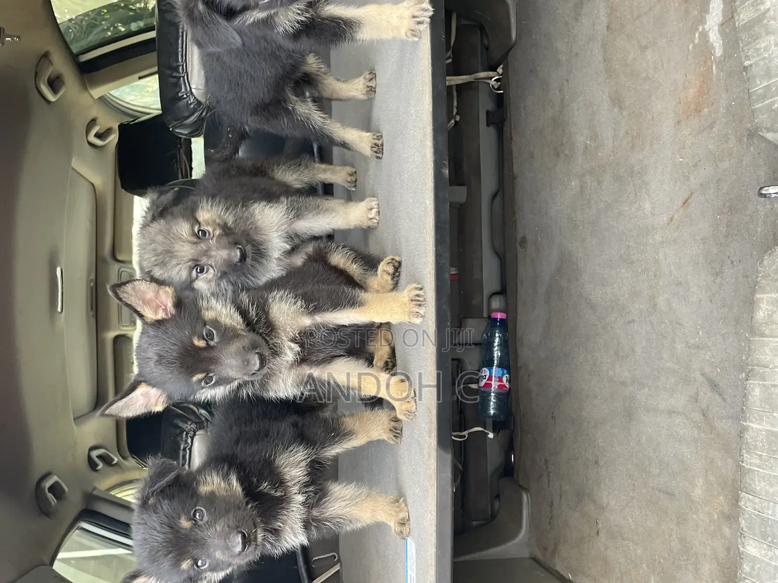 0-1 month Female Purebred German Shepherd