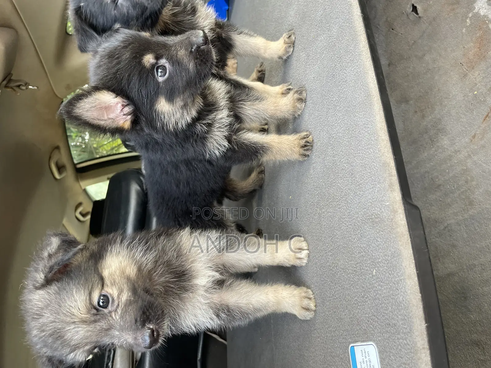 0-1 month Female Purebred German Shepherd