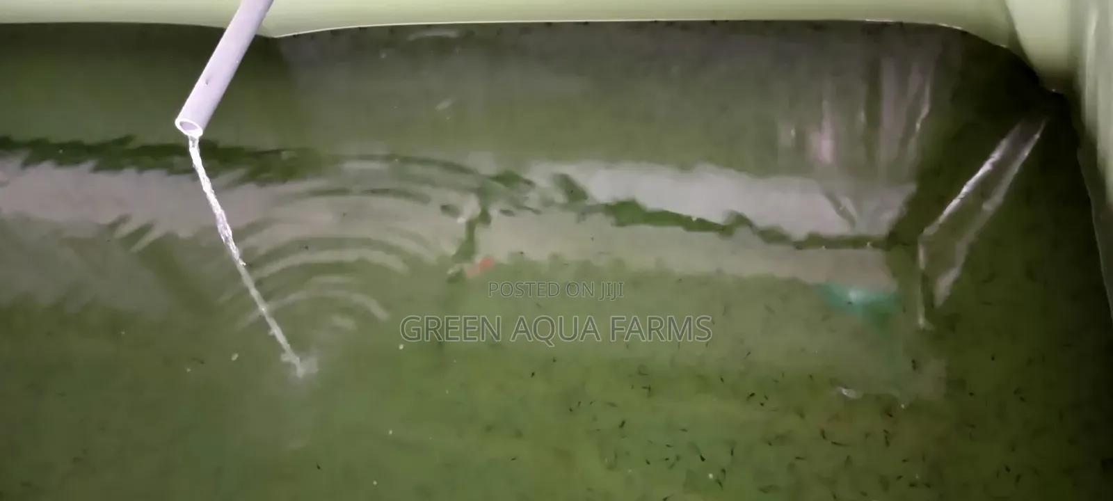 Catfish Hatchery Contract