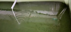 Catfish Hatchery Contract