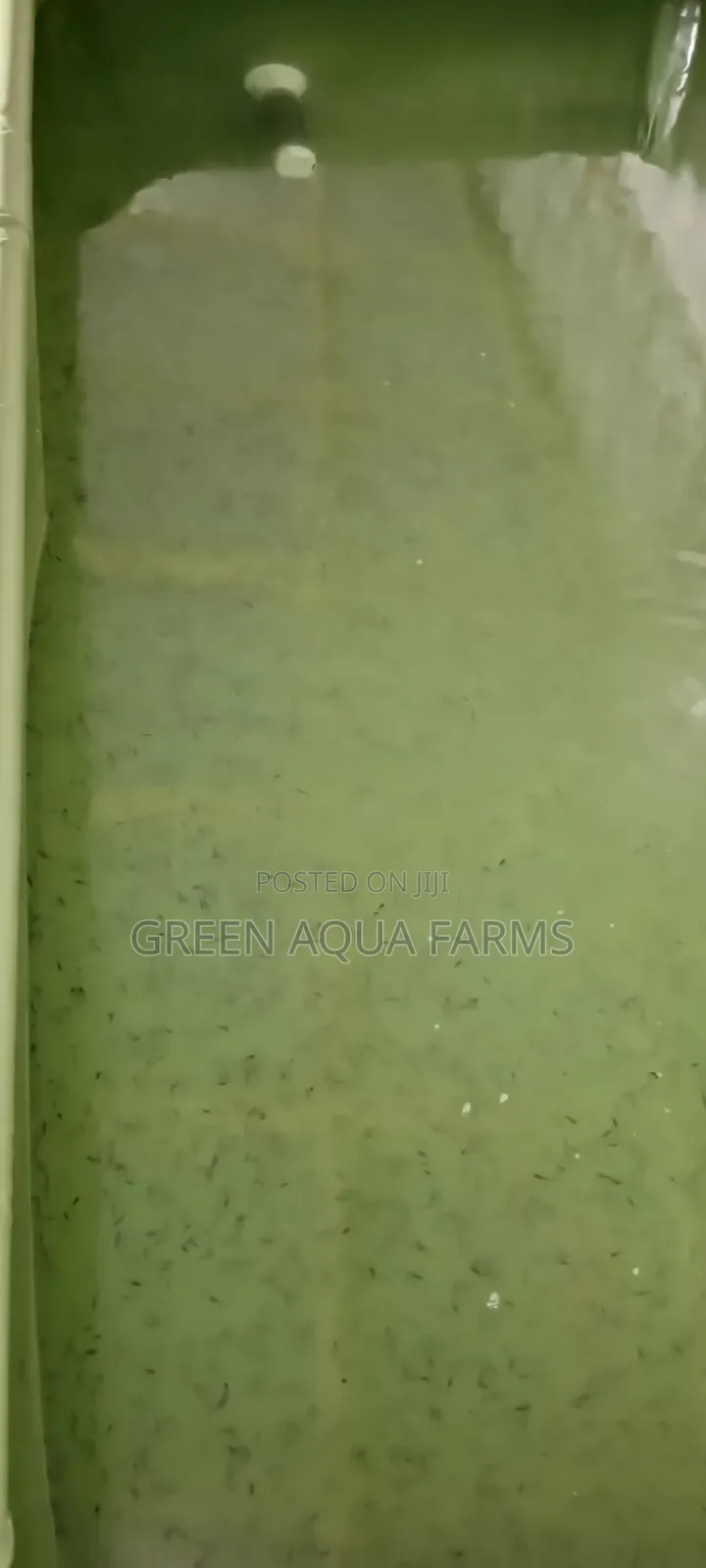 Catfish Hatchery Contract