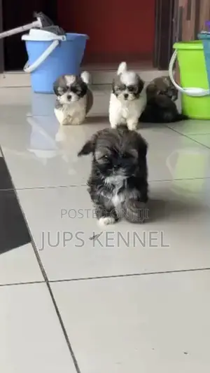 1-3 months Female Purebred Shih Tzu