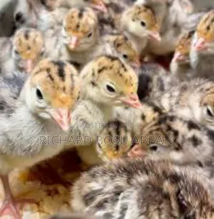 Imported Turkeys Breeds