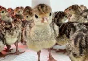 Imported Turkeys Breeds