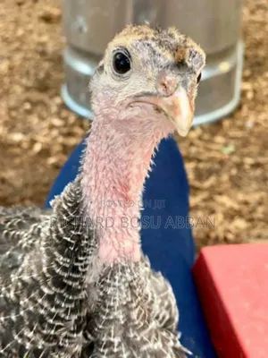 Imported Turkeys Breeds