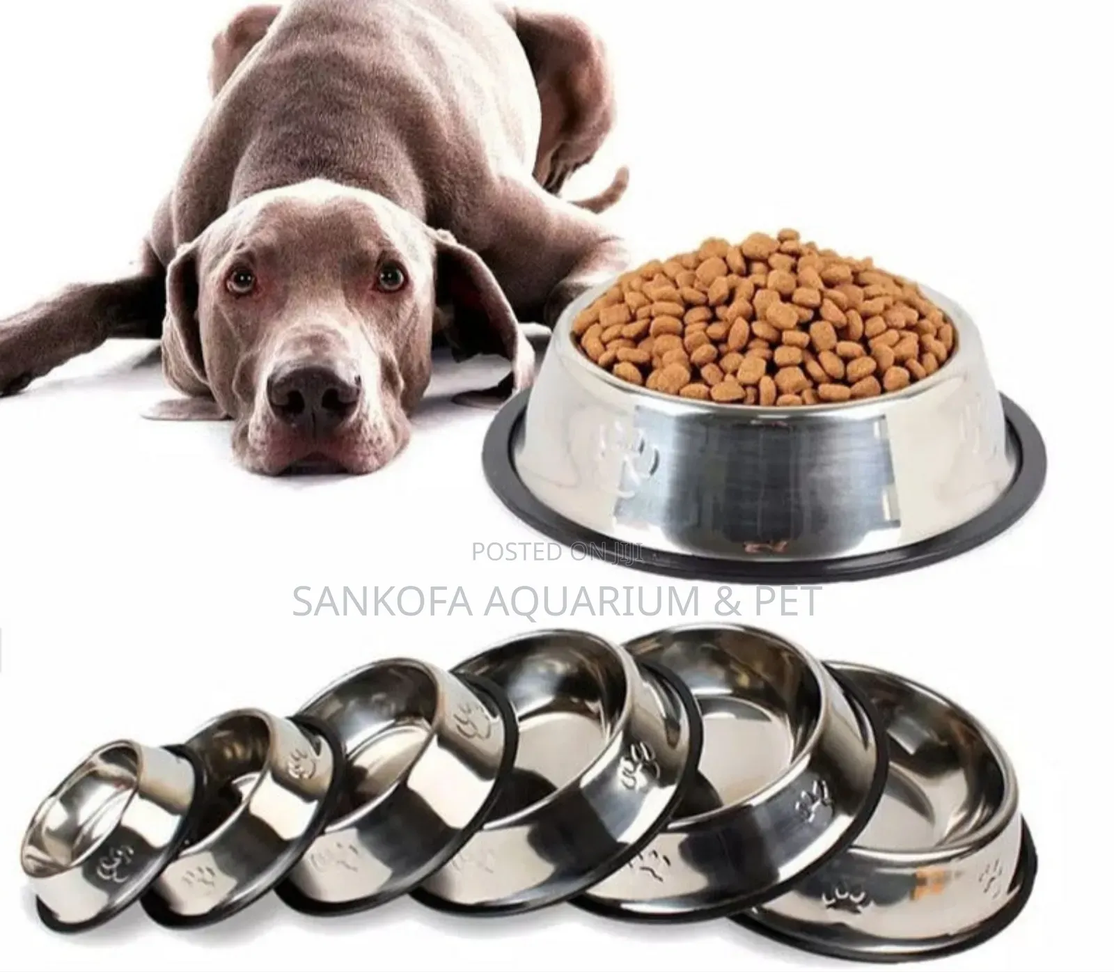 Quality Dog Bowl for All Types of Dogs
