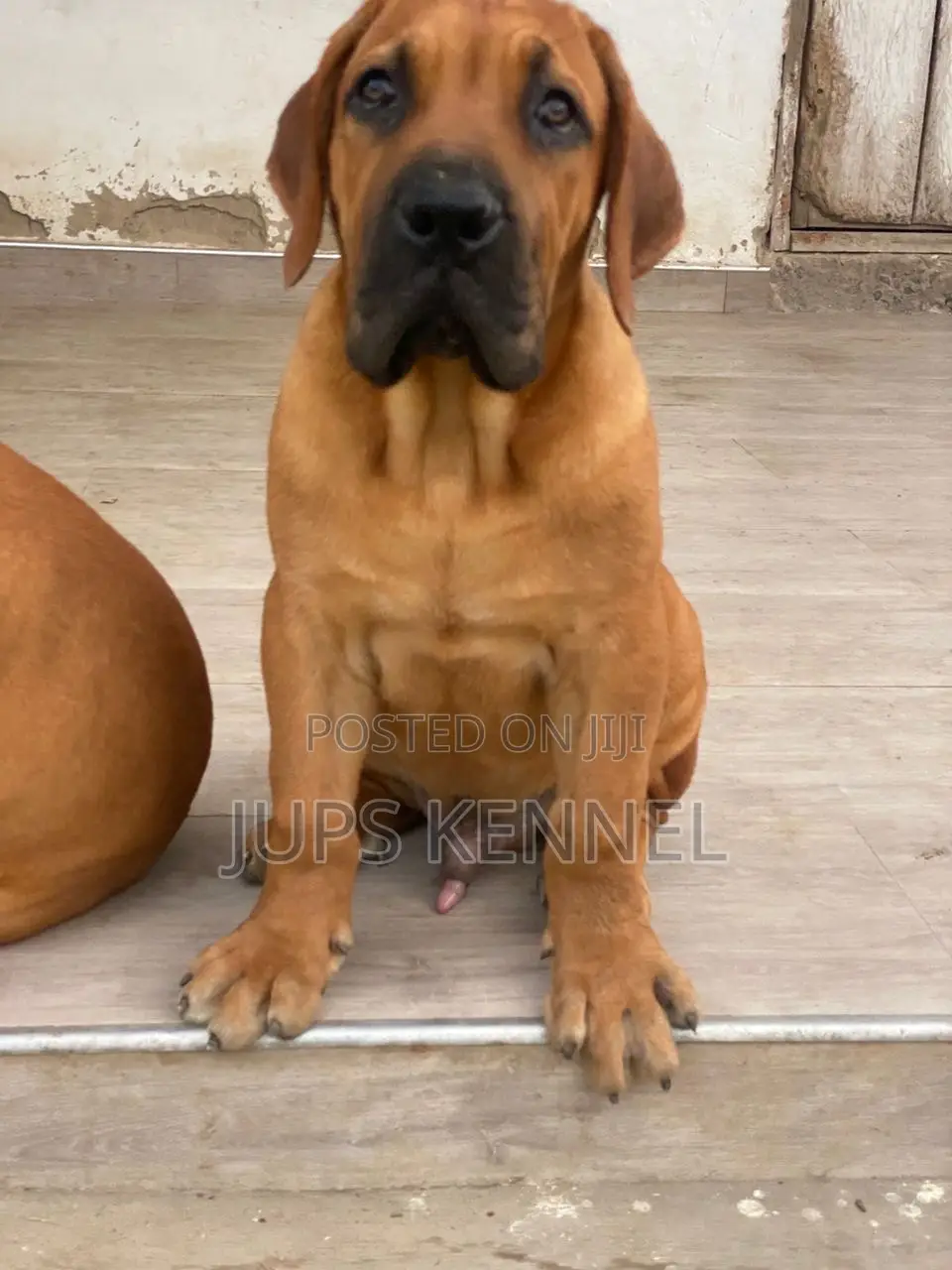 1-3 months Male Purebred Boerboel