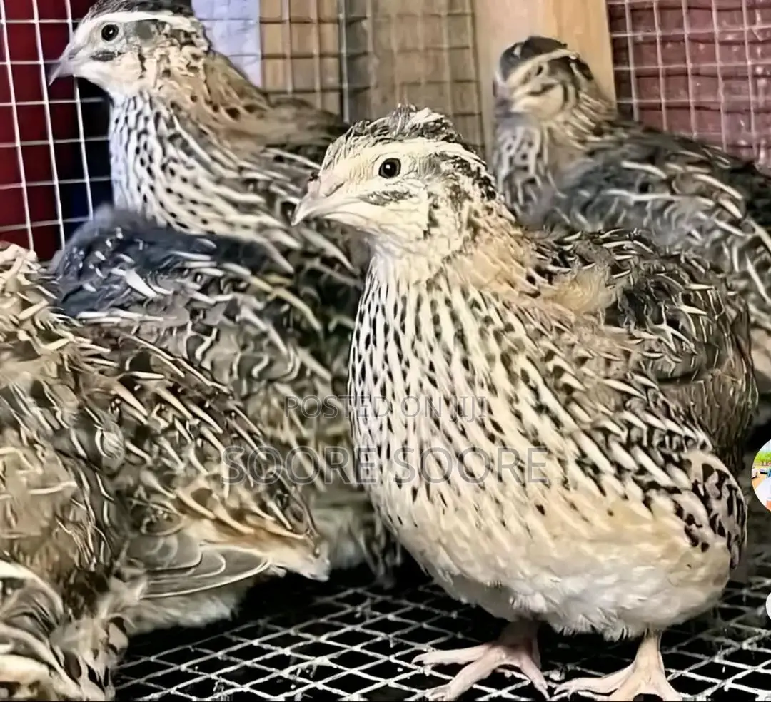 Mr. Quails
