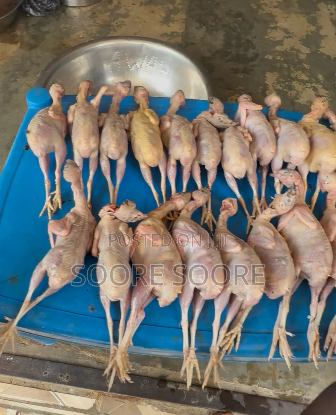 Mr. Quails