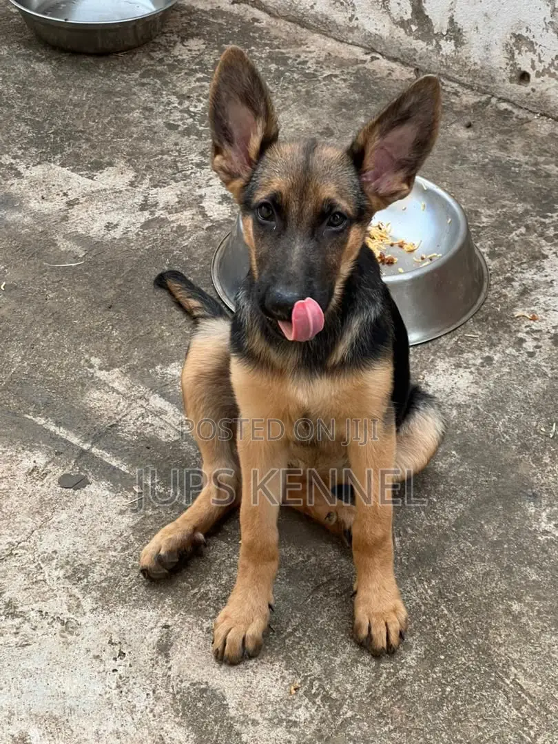 1-3 months Female Purebred German Shepherd
