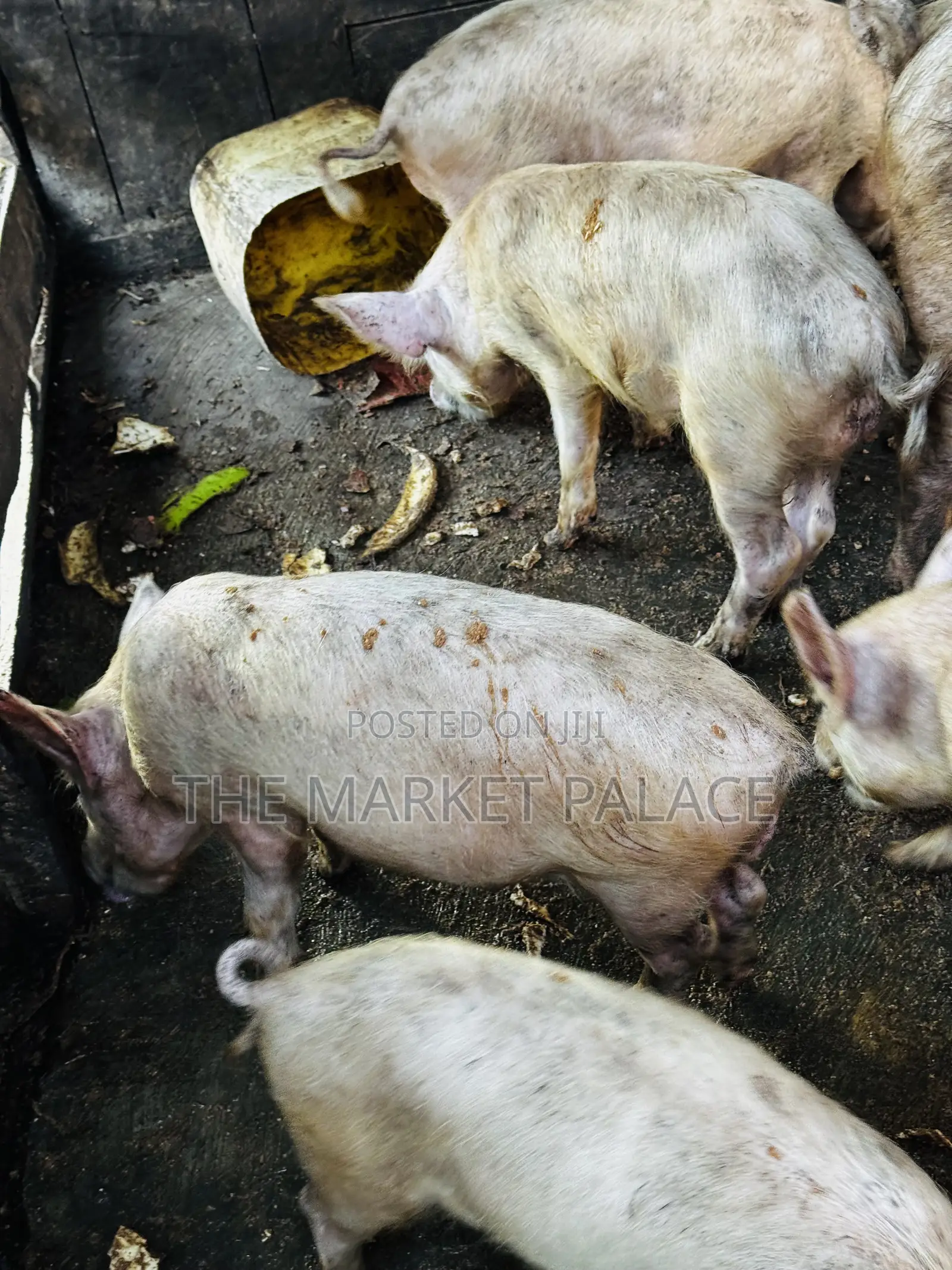 3 Months Piglets