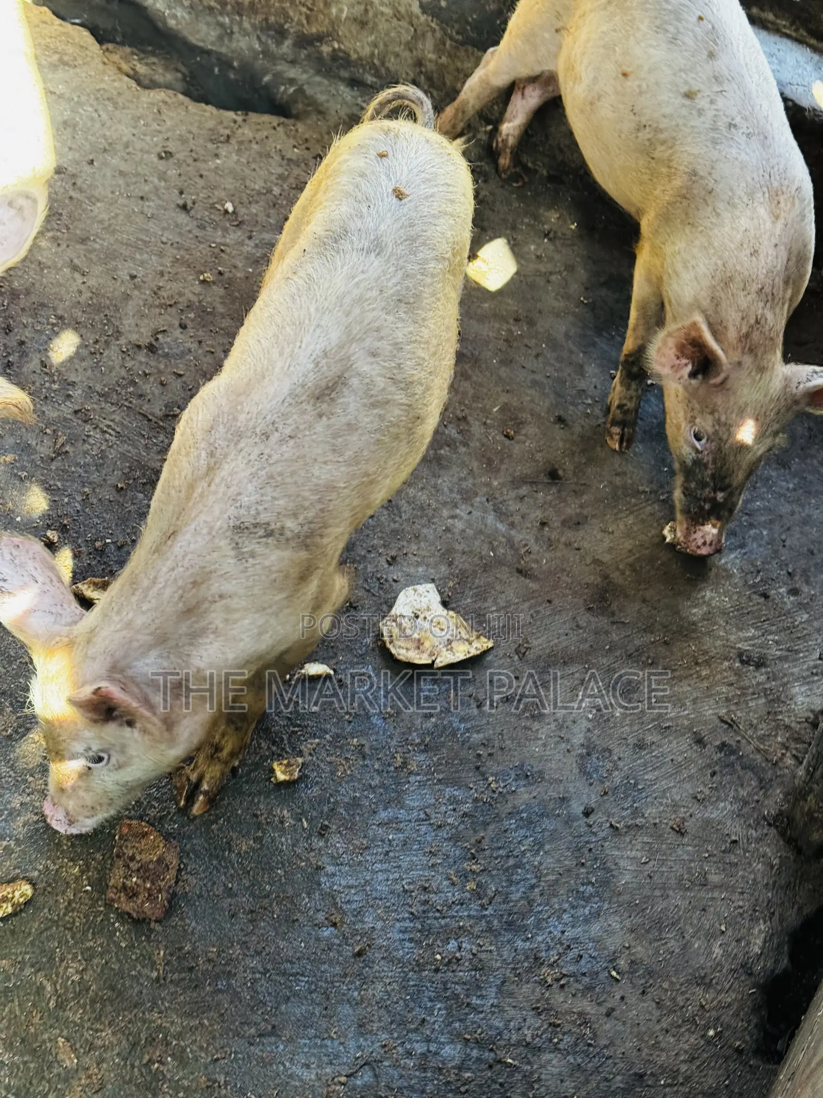 3 Months Piglets