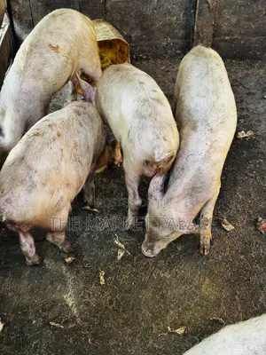 3 Months Piglets