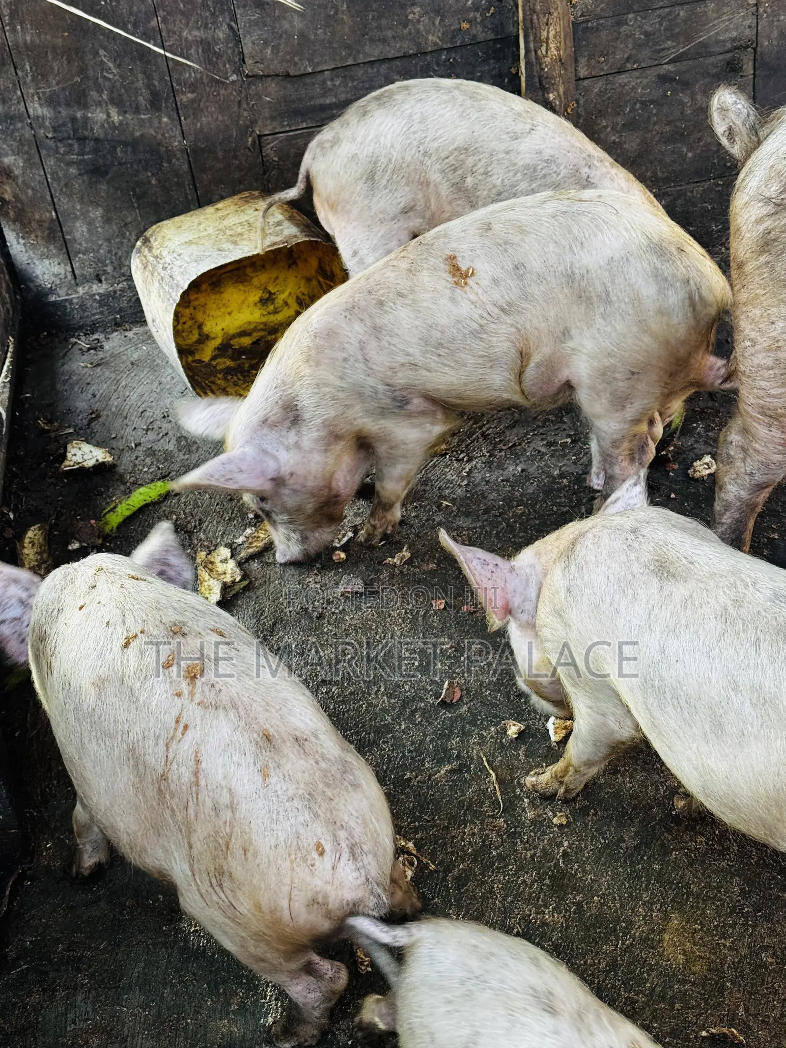3 Months Piglets