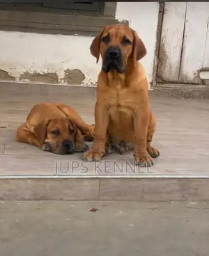 1-3 months Male Purebred Boerboel