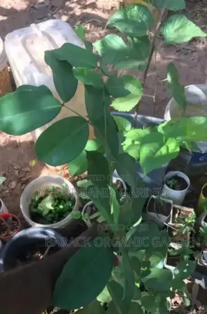 Velvet Tamarind Seedling (Yooyi Plant)