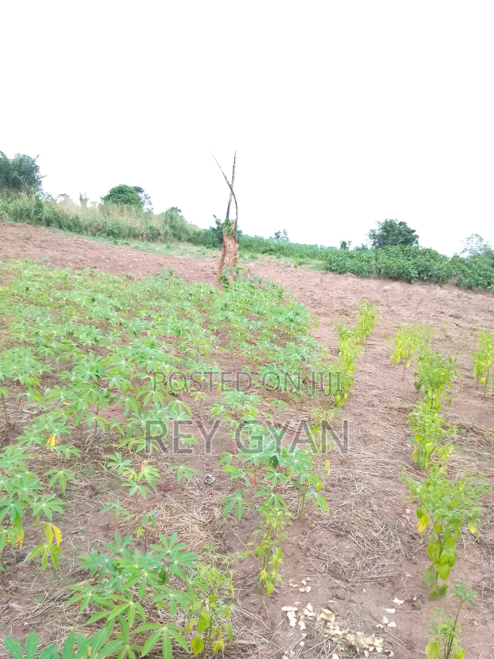 Half Plot Available at Agona Swedru Oteprow Around Swesbu SHS