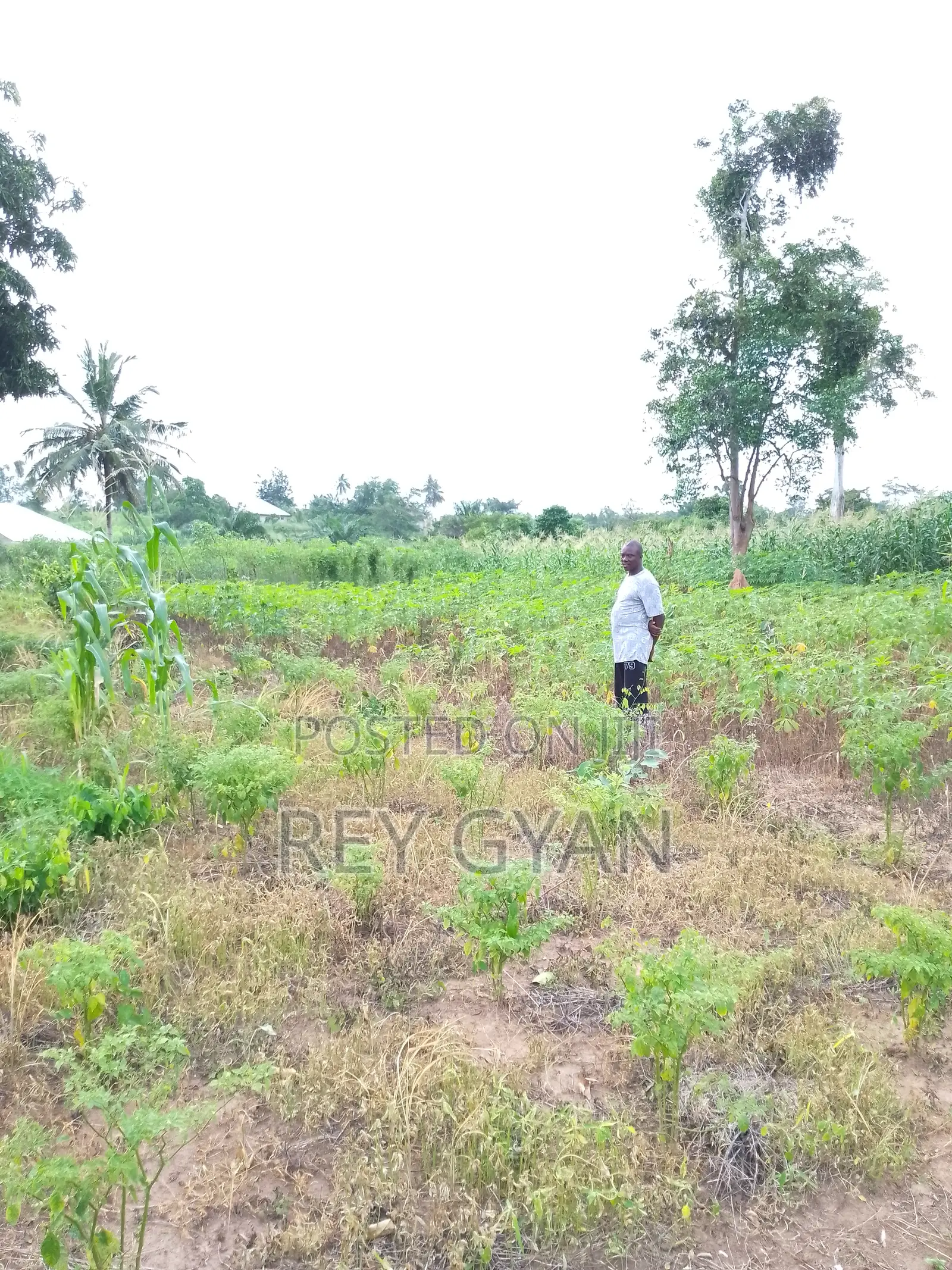 Half Plot Available at Agona Swedru Oteprow Around Swesbu SHS