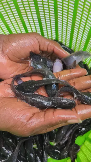 Catfish Jumbos