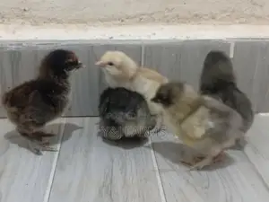 Pure Day Old Brahma