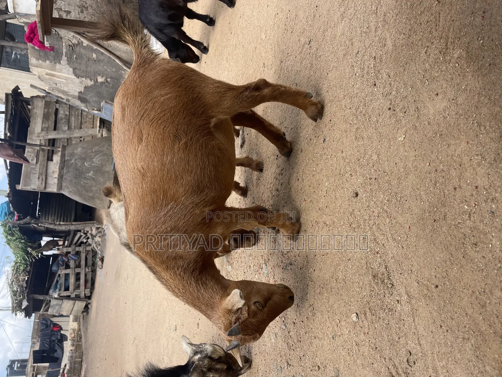Female Health Goats