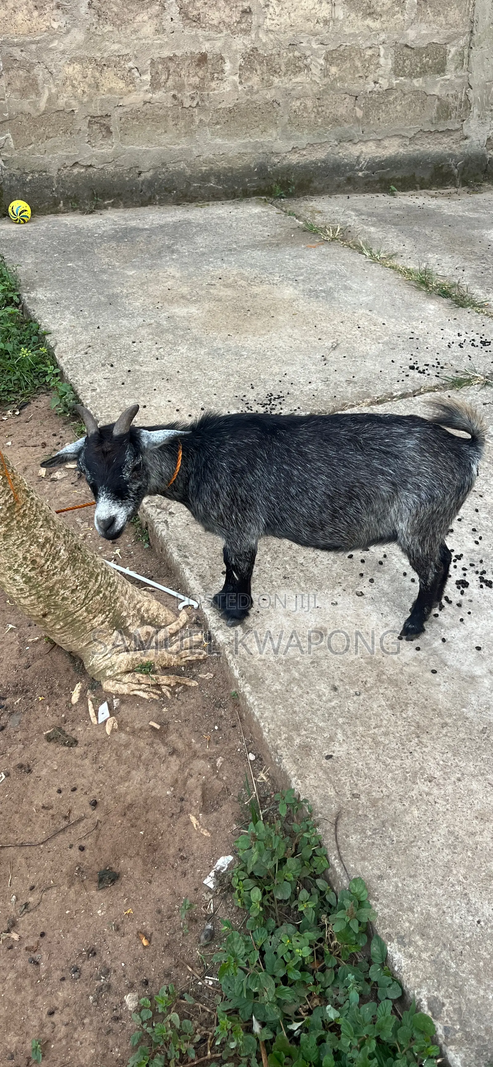 Samgoadfarms6434