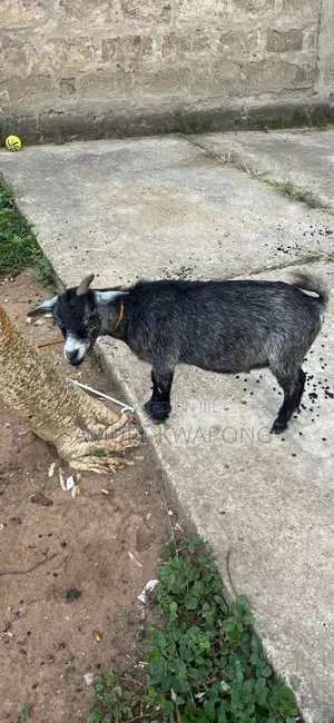 Samgoadfarms6434