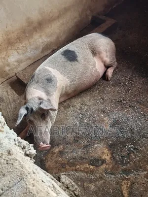 Healthy Lean Pig and Duroc for Sale