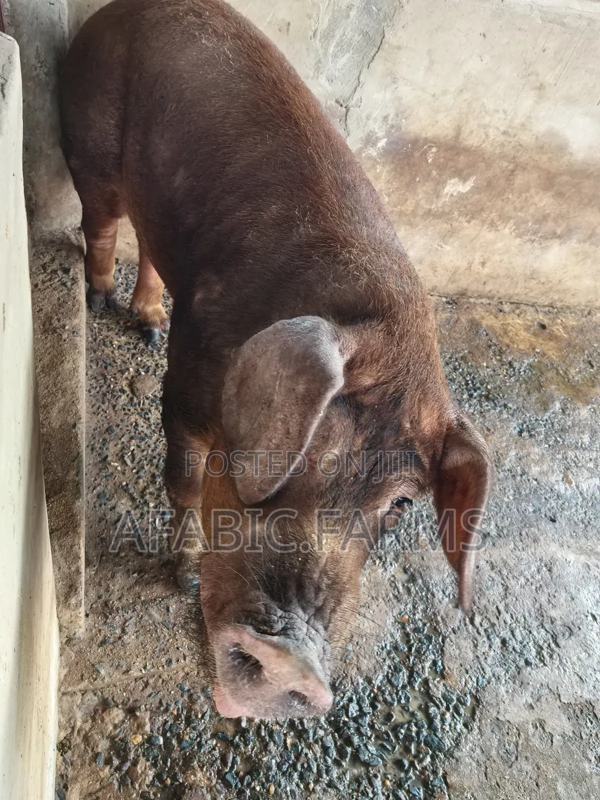 Healthy Lean Pig and Duroc for Sale