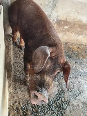Healthy Lean Pig and Duroc for Sale