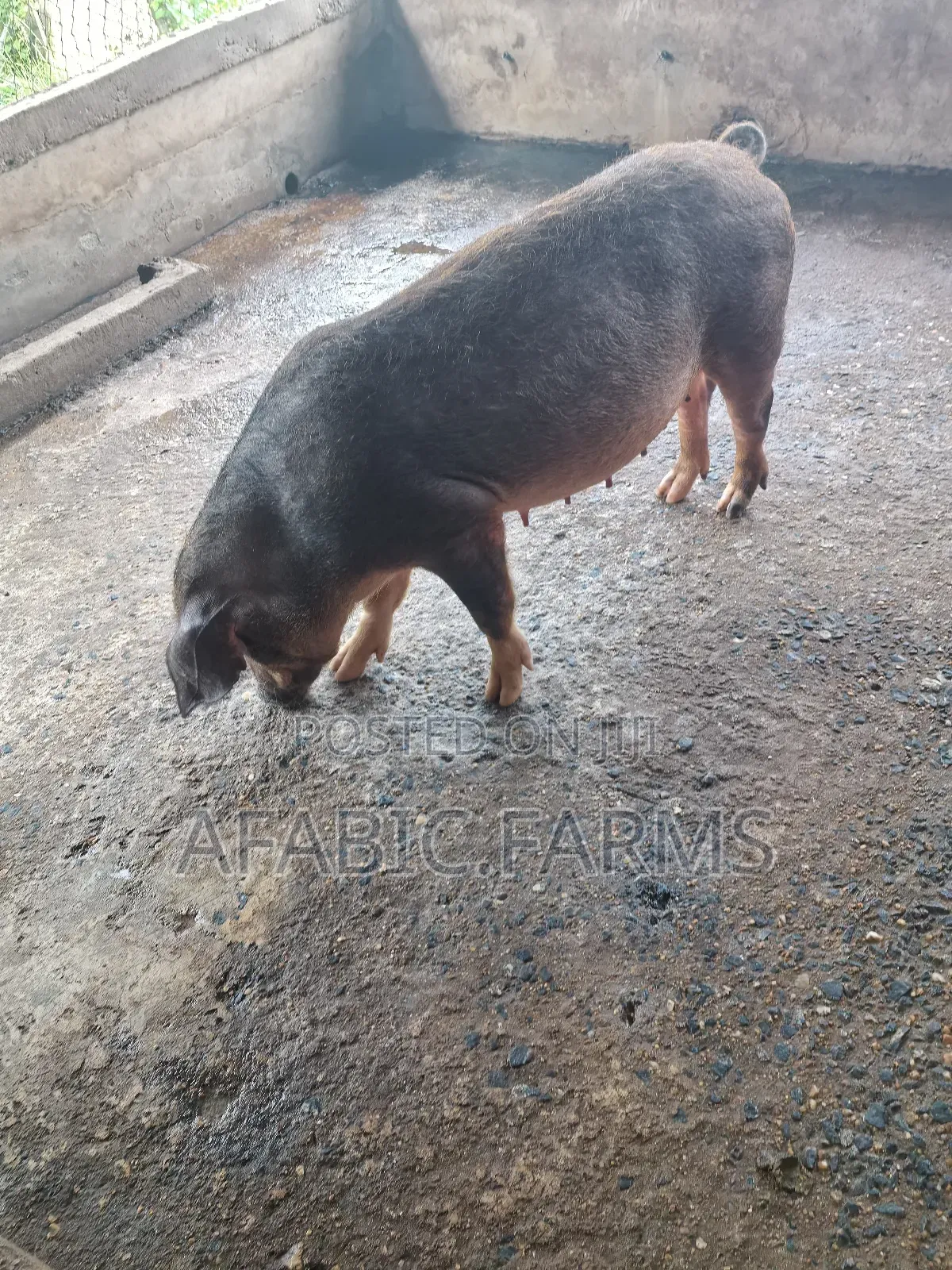 Healthy Lean Pig and Duroc for Sale
