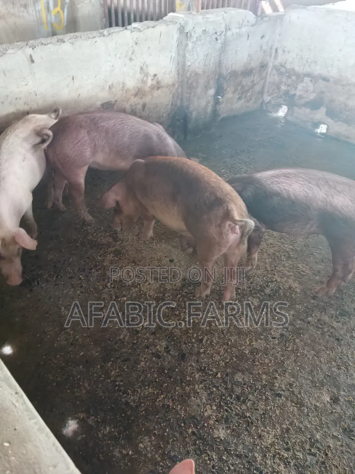 Healthy Lean Pig and Duroc for Sale