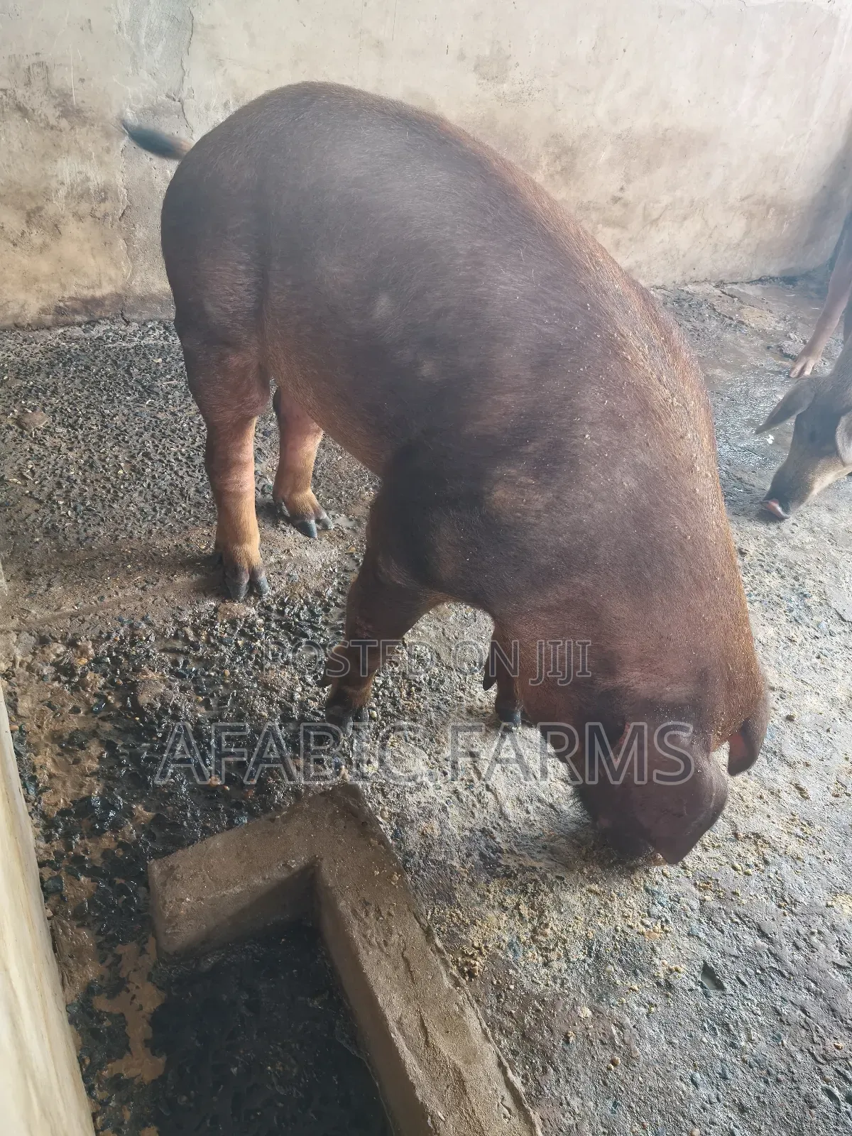 Healthy Lean Pig and Duroc for Sale