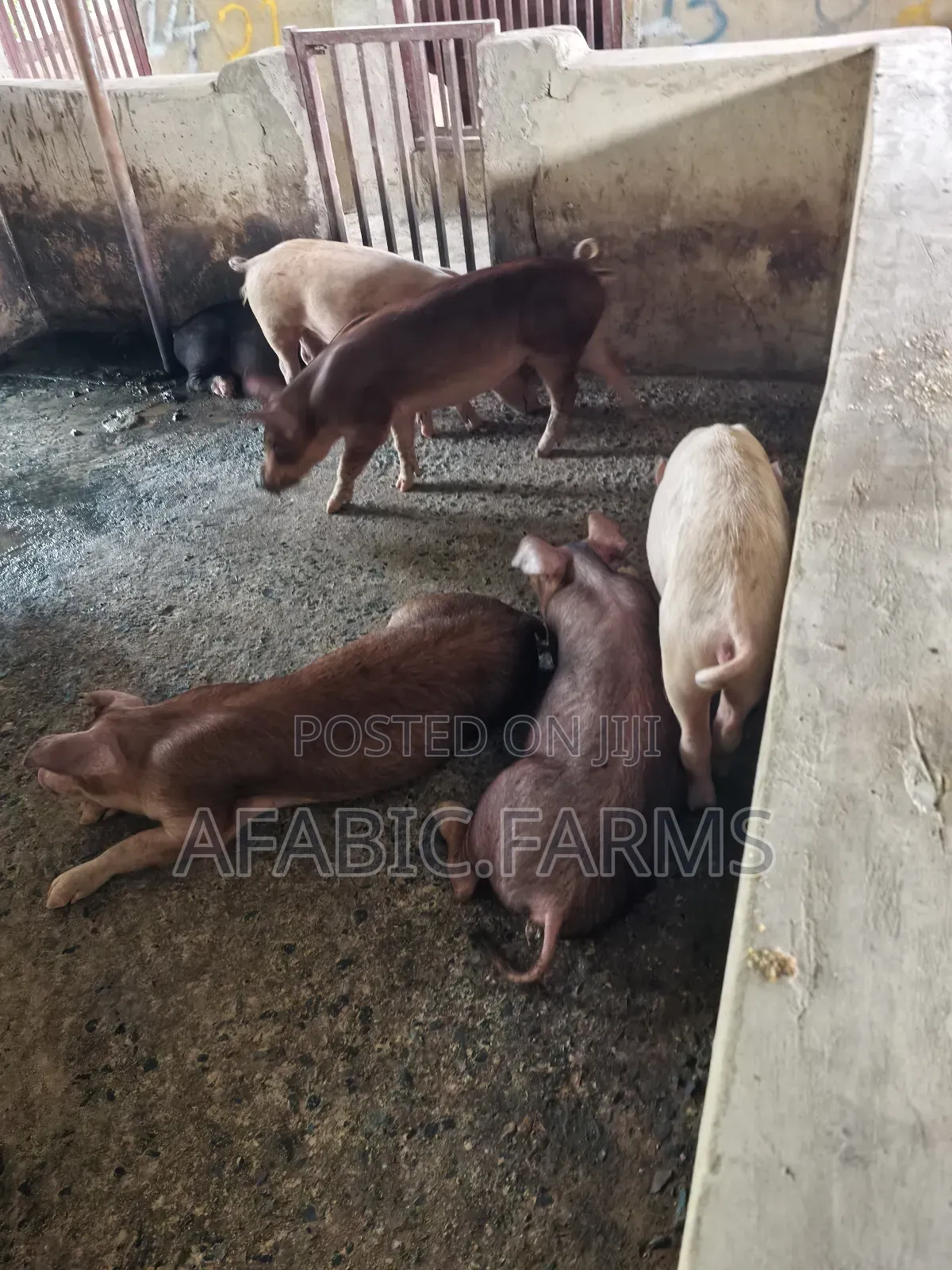 Healthy Lean Pig and Duroc for Sale