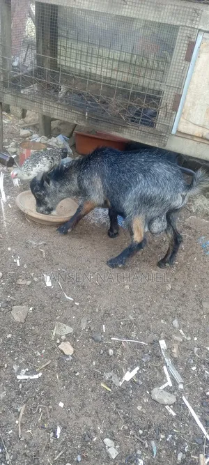 Goats for Sale
