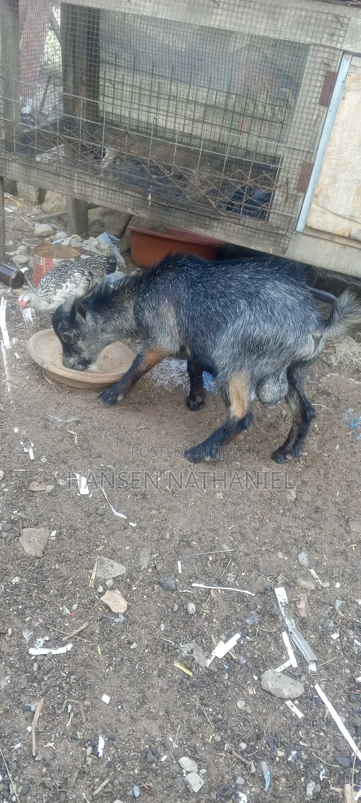 Goats for Sale