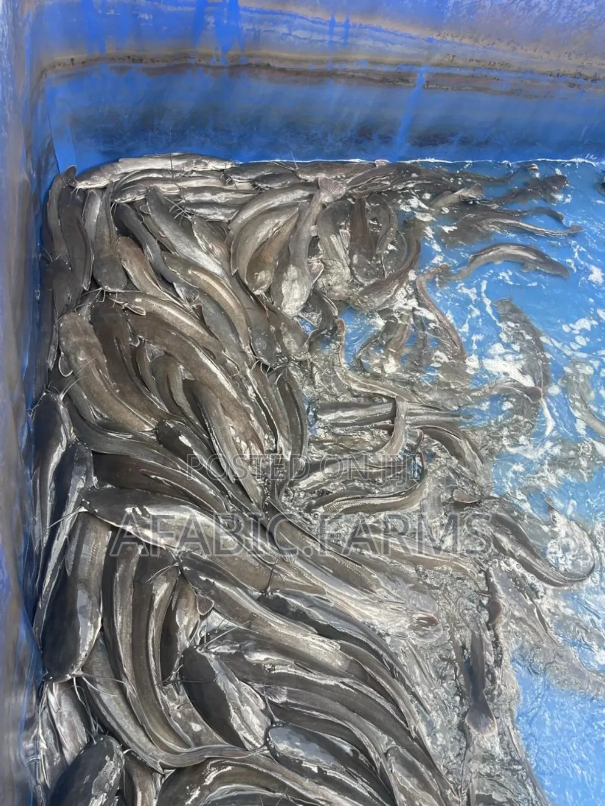 Delicious Cat Fish for Sale at Farm Price