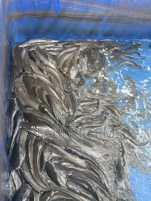 Delicious Cat Fish for Sale at Farm Price