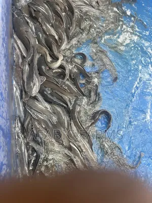 Delicious Cat Fish for Sale at Farm Price